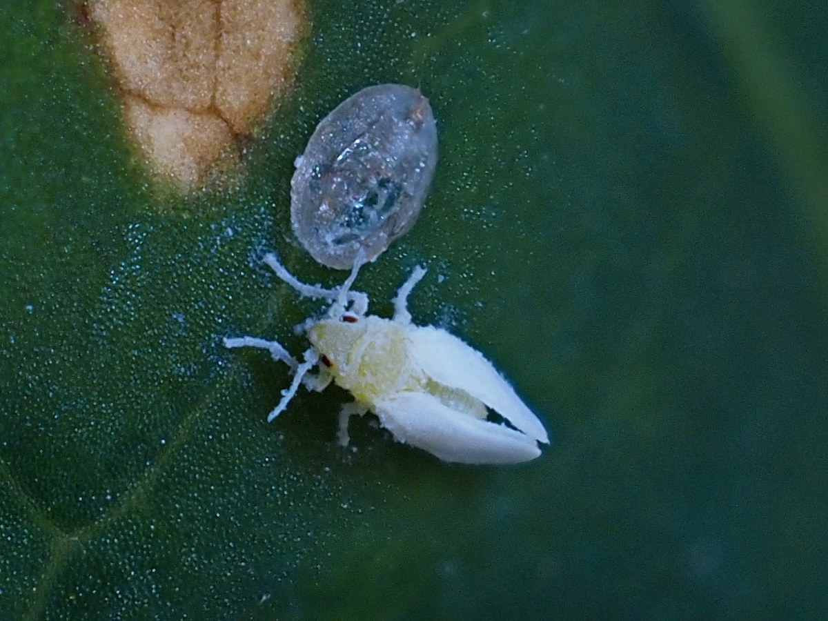 Aleyrodidae sp. da confermare